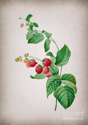 Roses Mixed Media Royalty Free Images - Vintage Red Berries Botanical Illustration on Parchment Royalty-Free Image by Holy Rock Design