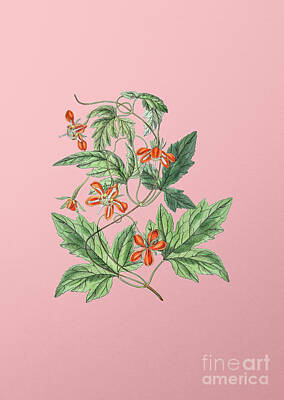 Joe Hamilton Nfl Football Wood Art - Vintage Red Loasa Flower Botanical Illustration on Pink by Holy Rock Design