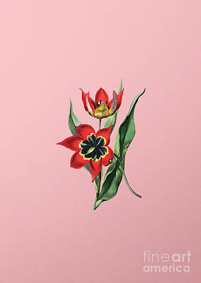 Roses Paintings - Vintage Red Strong Smelling Tulip Botanical Illustration on Pink by Holy Rock Design