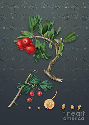 Mixed Media - Vintage Red Thorn Apple Botanical Art on Slate Gray Pattern n.1122 by Holy Rock Design