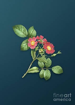 Vintage Camera - Vintage Redleaf Rose Botanical Art on Teal Blue n.1020 by Holy Rock Design