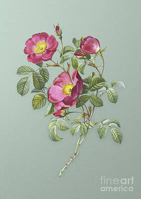 Roses Mixed Media - Vintage Rose of Love Bloom Botanical Art on Mint Green n.0690 by Holy Rock Design