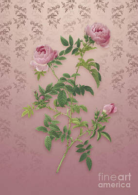 Watercolor Dragonflies - Vintage Rose of the Hedges Botanical Art on Dusty Pink Pattern n.0993 by Holy Rock Design