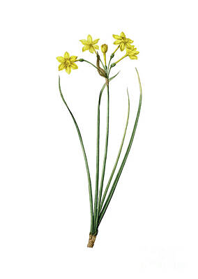 Floral Paintings - Vintage Rush Daffodil Botanical Illustration on Pure White by Holy Rock Design