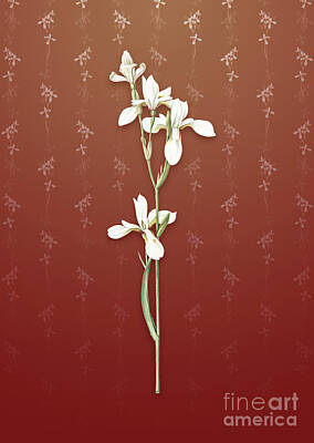 Jazz Collection - Vintage Siberian Iris Botanical Art on Falu Red Pattern n.0324 by Holy Rock Design