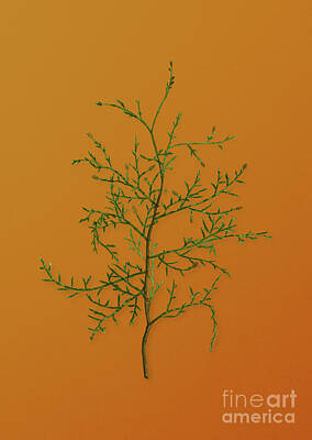 Whats Your Sign - Vintage Sictus Tree Botanical Art on Sunset Orange n.1035 by Holy Rock Design