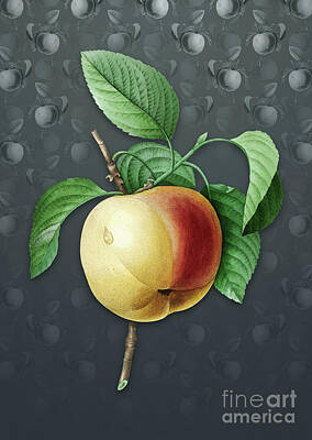 Florals Mixed Media - Vintage Snow Calville Apple Botanical Art on Slate Gray Pattern n.3287 by Holy Rock Design
