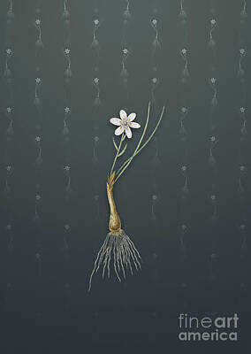 Lilies Mixed Media - Vintage Snowdon Lily Botanical Art on Slate Gray Pattern n.3727 by Holy Rock Design