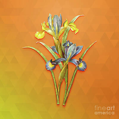 Cargo Boats Rights Managed Images - Vintage Spanish Iris Botanical Art on Tangelo n.0042 Royalty-Free Image by Holy Rock Design