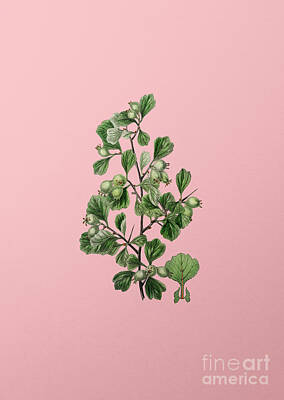 Snowflakes - Vintage Spathula Leaved Thorn Flower Botanical Illustration on Pink by Holy Rock Design