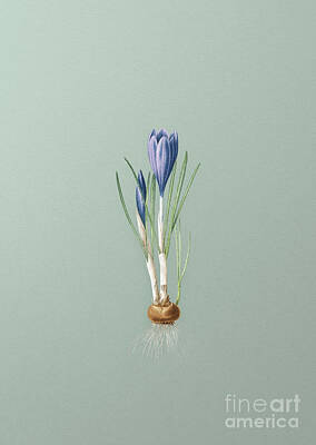 Florals Mixed Media - Vintage Spring Crocus Botanical Art on Mint Green n.0731 by Holy Rock Design
