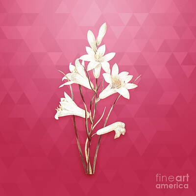 Lilies Mixed Media - Vintage St. Brunos Lily in Gold on Viva Magenta by Holy Rock Design