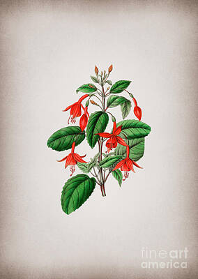 Mixed Media Royalty Free Images - Vintage Standishs Fuchsia Flower Branch Botanical Illustration on Parchment Royalty-Free Image by Holy Rock Design