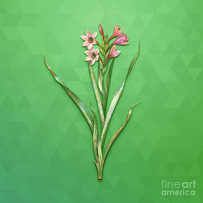 Lilies Mixed Media - Vintage Sword Lily Botanical Art on Classic Green n.1832 by Holy Rock Design