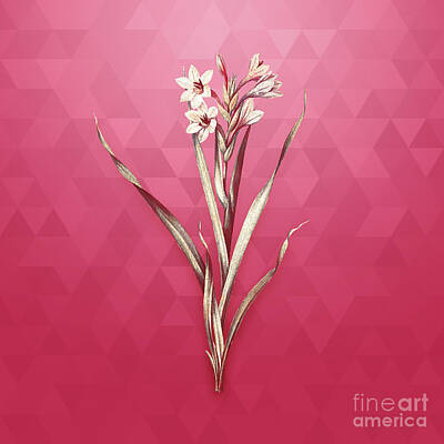 Lilies Mixed Media - Vintage Sword Lily in Gold on Viva Magenta by Holy Rock Design
