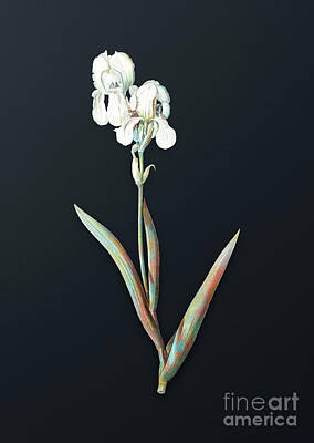 Tool Paintings - Vintage Tall Bearded Iris Botanical Art on Dark Steel Gray n.0746 by Holy Rock Design