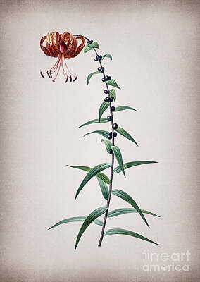 Surrealism Rights Managed Images - Vintage Tiger Lily Botanical Illustration on Parchment Royalty-Free Image by Holy Rock Design