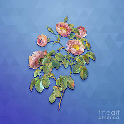 Roses Mixed Media - Vintage Tomentose Rose Botanical Art on Blue Perennial n.1280 by Holy Rock Design