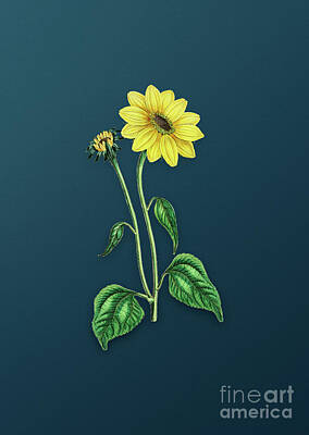 Sunflowers Paintings - Vintage Trumpet Stalked Sunflower Botanical Art on Teal Blue n.0112 by Holy Rock Design