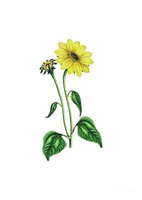 Sunflowers Paintings - Vintage Trumpet Stalked Sunflower Botanical Illustration on Pure White by Holy Rock Design