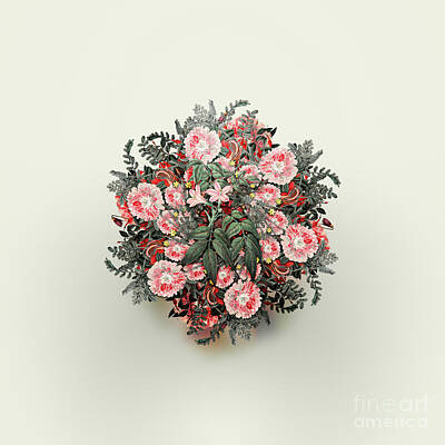 Floral Paintings - Vintage Turraea Pinnata Floral Wreath on Ivory White n.0753 by Holy Rock Design