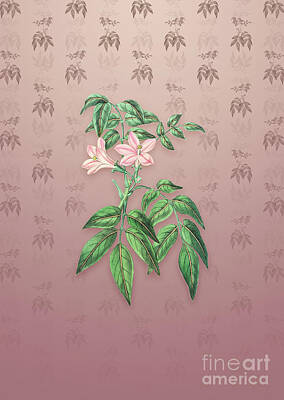 Glass Of Water Rights Managed Images - Vintage Turraea Pinnata Flower Botanical Art on Dusty Pink Pattern n.2423 Royalty-Free Image by Holy Rock Design
