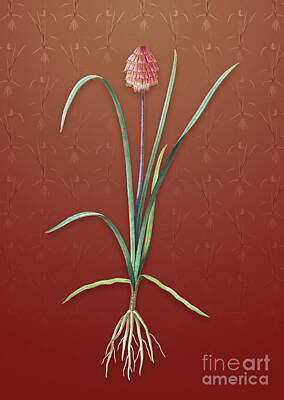 Chinese New Year - Vintage Veltheimia Abyssinica Botanical Art on Falu Red Pattern n.2807 by Holy Rock Design