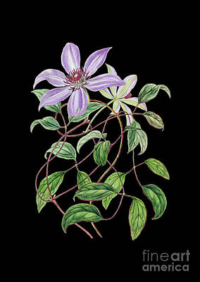 Studio Graphika Literature Rights Managed Images - Vintage Violet Clematis Flower Botanical Art on Solid Black n.0461 Royalty-Free Image by Holy Rock Design