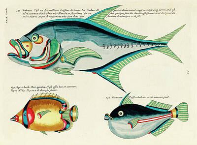 Animals Digital Art - Vintage, Whimsical Fish and Marine Life Illustration by Louis Renard - Babara, Spits-Beck, Krooper by Louis Renard