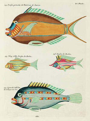 Royalty-Free and Rights-Managed Images - Vintage, Whimsical Fish and Marine Life Illustration by Louis Renard - Cod Fish, Klip Visch by Louis Renard