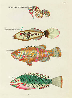 Surrealism Digital Art - Vintage, Whimsical Fish and Marine Life Illustration by Louis Renard - Ican Couda, Canjounou by Louis Renard