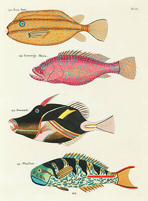 Animals Digital Art - Vintage, Whimsical Fish and Marine Life Illustration by Louis Renard - Ican Peti, Sounock, Pheasant by Louis Renard