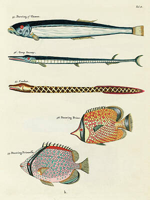 Surrealism Digital Art - Vintage, Whimsical Fish and Marine Life Illustration by Louis Renard - Parring, Geep Serooy, Cambat by Louis Renard