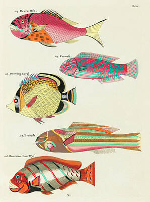 Animals Digital Art - Vintage, Whimsical Fish and Marine Life Illustration by Louis Renard - Raven Bek, Formosa, Brocade by Louis Renard