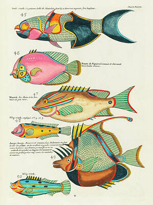 Animals Digital Art Rights Managed Images - Vintage, Whimsical Fish and Marine Life Illustration by Louis Renard - Saal Visch, Joosje-Joosje Royalty-Free Image by Louis Renard
