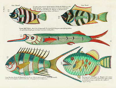 Animals Digital Art Rights Managed Images - Vintage, Whimsical Fish and Marine Life Illustration by Louis Renard - Sian Mamel, Sian Femel Royalty-Free Image by Louis Renard