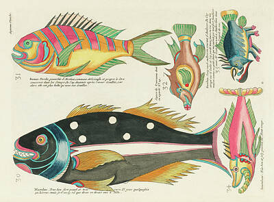 Animals Digital Art Royalty Free Images - Vintage, Whimsical Fish and Marine Life Illustration by Louis Renard - Sosor, Macolor, Snavelaar Royalty-Free Image by Louis Renard