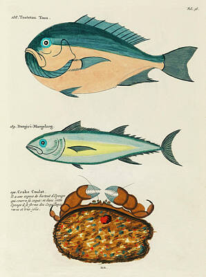 Animals Digital Art Rights Managed Images - Vintage, Whimsical Fish and Marine Life Illustration by Louis Renard - Toutetou Toua, Crake Coulat Royalty-Free Image by Louis Renard