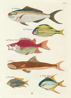 Surrealism Digital Art - Vintage, Whimsical Fish and Marine Life Illustration by Louis Renard - Wackum, Stompneus, Rover by Louis Renard