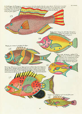 Surrealism Digital Art - Vintage, Whimsical Fish and Marine Life Illustration by Louis Renard - Le Trompeur, Douwing Admiral by Studio Grafiikka