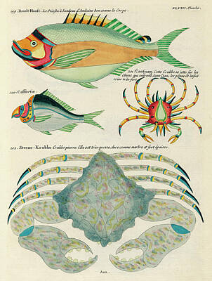 Royalty-Free and Rights-Managed Images - Vintage, Whimsical Fish and Marine Life Illustration by Louis Renard - Stone Crab, Bandt Hooft by Studio Grafiikka