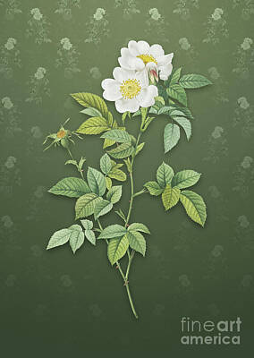Roses Mixed Media Royalty Free Images - Vintage White Anjou Roses Botanical Art on Lunar Green Pattern n.4291 Royalty-Free Image by Holy Rock Design