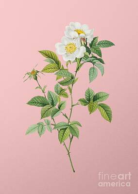 Mountain Landscape Rights Managed Images - Vintage White Anjou Roses Botanical Illustration on Pink Royalty-Free Image by Holy Rock Design