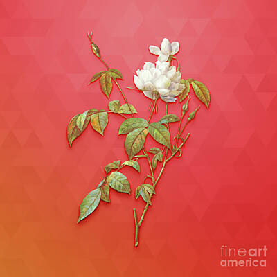 Roses Rights Managed Images - Vintage White Bengal Rose Botanical Art on Fiery Red n.1497 Royalty-Free Image by Holy Rock Design