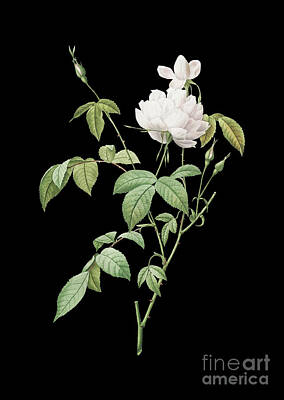 Vintage Automobiles - Vintage White Bengal Rose Botanical Art on Solid Black by Holy Rock Design