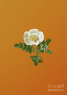 Mixed Media Royalty Free Images - Vintage White Burnet Rose Botanical Art on Sunset Orange n.1069 Royalty-Free Image by Holy Rock Design