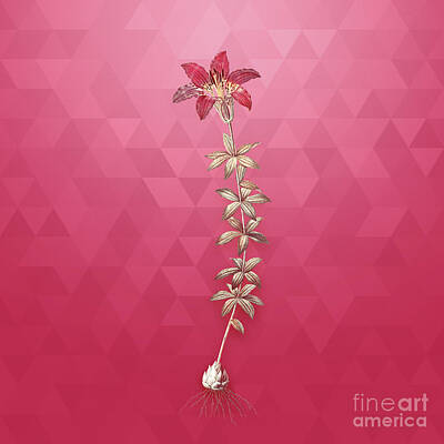 Lilies Mixed Media - Vintage Wood Lily in Gold on Viva Magenta by Holy Rock Design