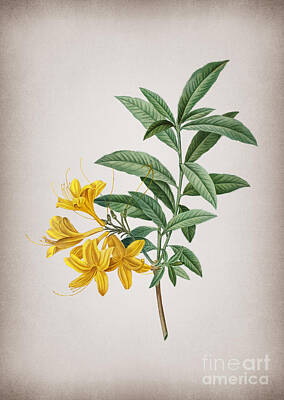Golden Gate Bridge - Vintage Yellow Azalea Botanical Illustration on Parchment by Holy Rock Design