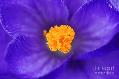 Painted Liquor Royalty Free Images - Violet crocus flower Royalty-Free Image by Wdnet Studio