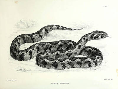 Animals Royalty Free Images - Viper snake f1 Royalty-Free Image by Historic illustrations